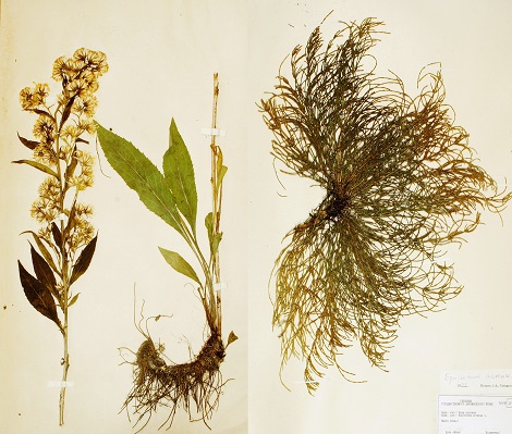 Царство растений в музейных коллекциях