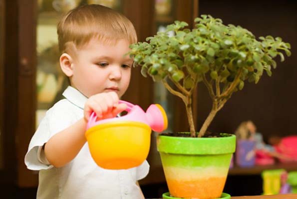 Безопасные зеленые растения в детской